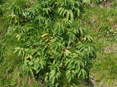 Sanguisorba dodecandra