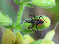Rhynocoris annulatus