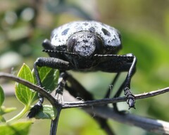 Capnodis cariosa