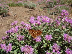Monardella odoratissima