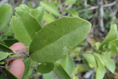 Maytenus procumbens