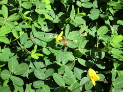 Arachis hypogaea