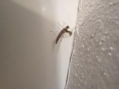 Callibaetis