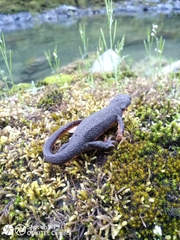 Taricha granulosa
