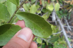 Maytenus procumbens