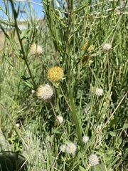 Gaillardia