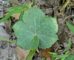 Ranunculus recurvatus