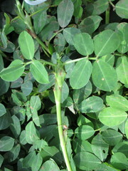 Arachis hypogaea