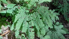 Adiantum pedatum
