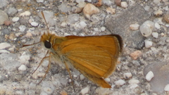 Thymelicus acteon