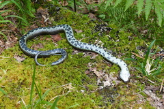 Natrix astreptophora