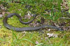 Natrix astreptophora