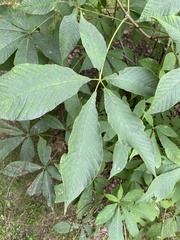 Aesculus flava