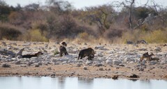 Lupulella mesomelas mesomelas