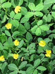 Arachis hypogaea
