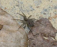 Lycosidae
