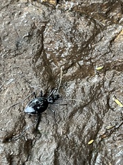 Scaphinotus angusticollis