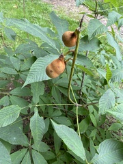 Aesculus flava