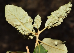 Dryomyia lichtensteinii