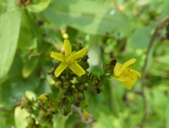Hypericum punctatum