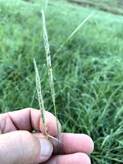 Bothriochloa laguroides