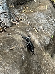 Scaphinotus angusticollis