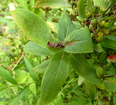 Hypericum punctatum
