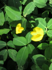 Arachis hypogaea