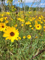 Helianthus pauciflorus