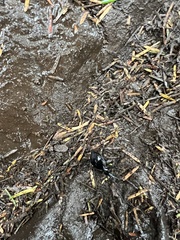 Scaphinotus angusticollis