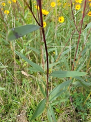 Helianthus pauciflorus