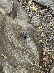 Scaphinotus angusticollis