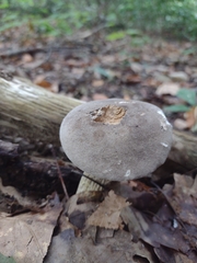 Retiboletus griseus