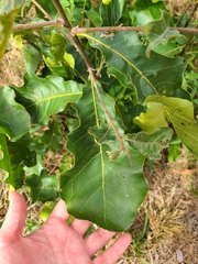 Quercus prinoides