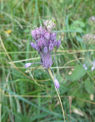 Allium carinatum pulchellum