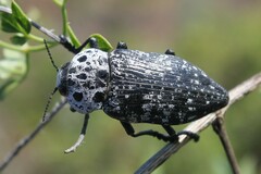 Capnodis cariosa