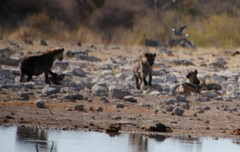 Lupulella mesomelas mesomelas