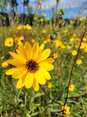 Helianthus pauciflorus