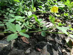 Arachis hypogaea