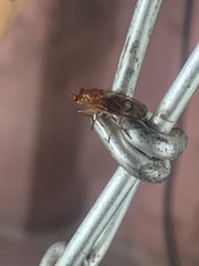 Sciomyzoidea