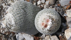 Epithelantha greggii