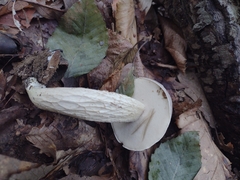 Retiboletus griseus