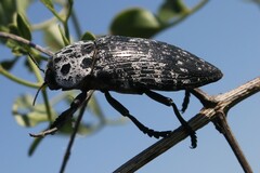 Capnodis cariosa