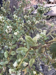 Baccharis pilularis