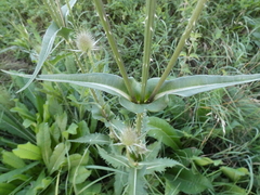 Dipsacus