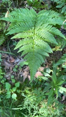 Dryopteris carthusiana