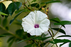 Ipomoea pandurata