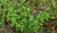 Mecardonia acuminata