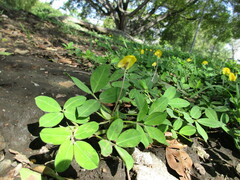 Arachis hypogaea