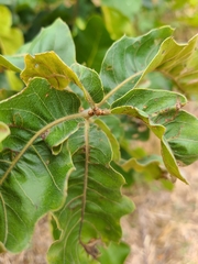 Quercus prinoides
